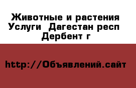 Животные и растения Услуги. Дагестан респ.,Дербент г.